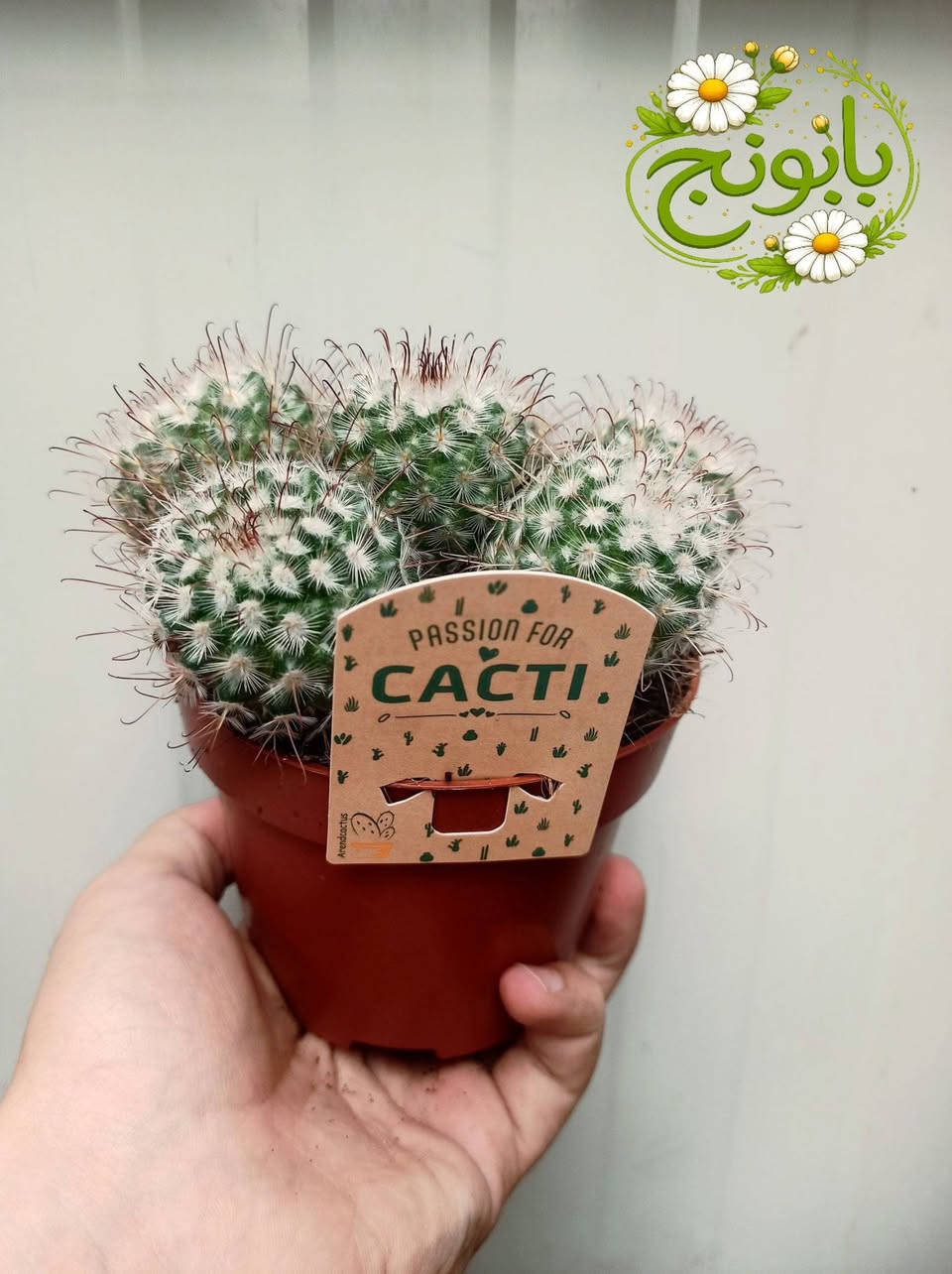 وصول وجبة جديدة من الصباريات الهولندية 🌵
بابونج ستور يوجد لدينا خدمة توصيل لكافة احياء مدينة الموصل والمحافظات 
***********

