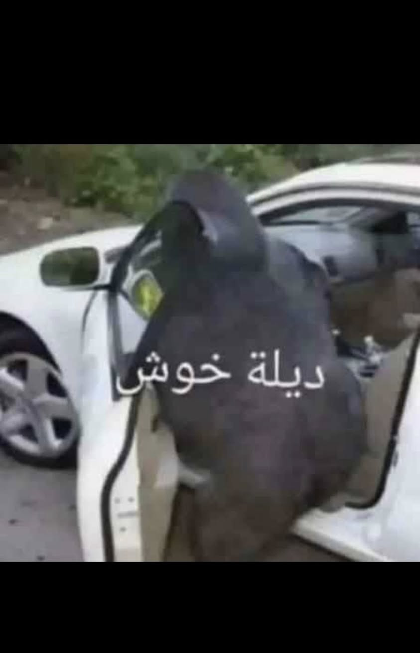 السلام عليكم شباب الطيبة rx580 asus كارت لكيتة بملفات ابستين بي مخرج بس مال vga البقية مادري وين راحن المهم شغال وعالفورمارك اقصى حرارة 87 يلا موزين منه يشتغل المهم سعرة 65 الف مع التوصيل


**إذا كنت صاحب هذا الإعلان وتريد حذفه لأي سبب، رجاءا أرسل رسالة إلى الدعم الفني**