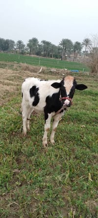 حولين للبيع الاستفسارات على هذا الرقم 07704062080