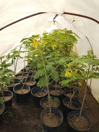 مشتل التساهل • نخيل • قضاء الفجر