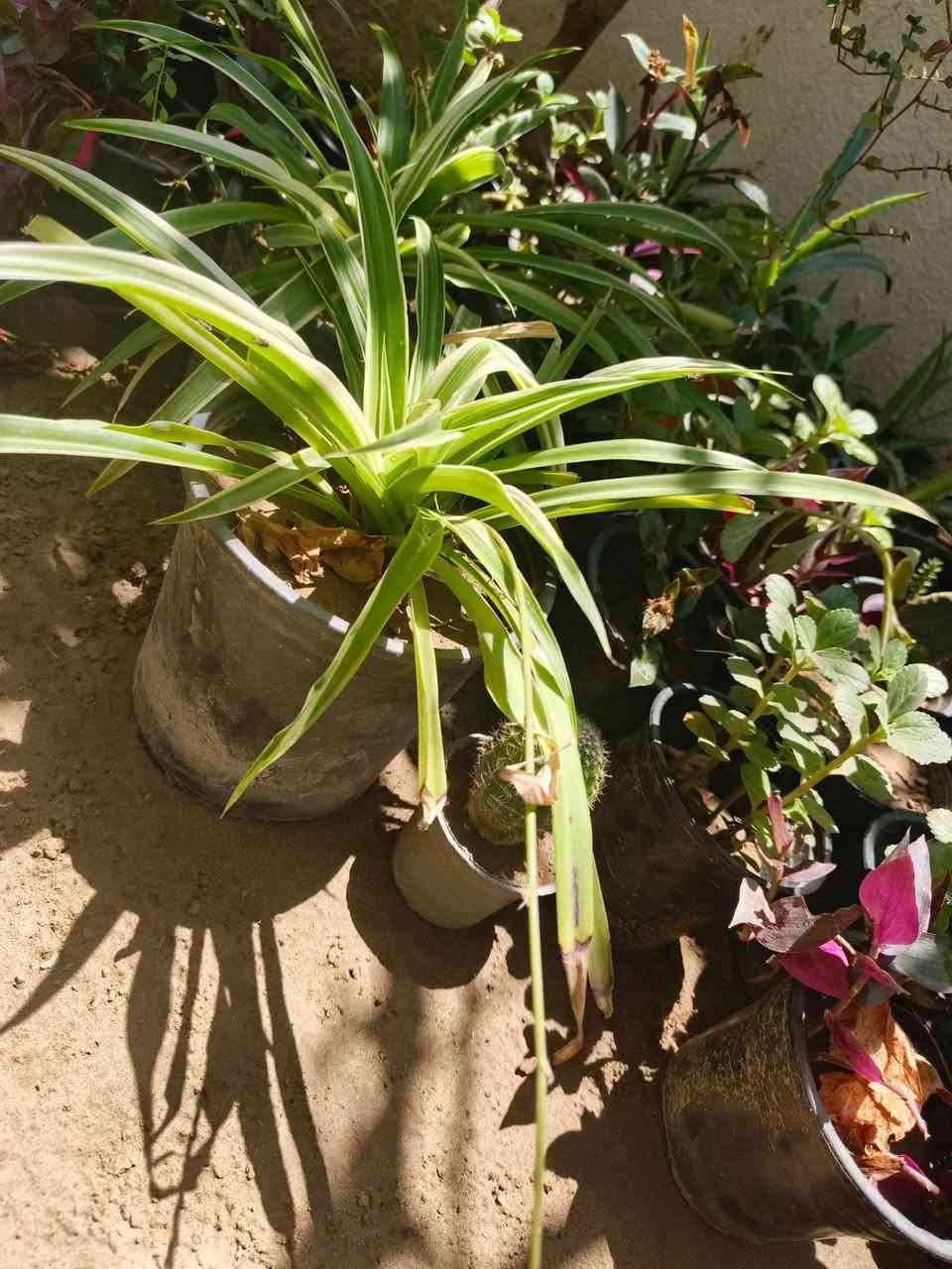 للبيع اسعار مناسبة


**إذا كنت صاحب هذا الإعلان وتريد حذفه لأي سبب، رجاءا أرسل رسالة إلى الدعم الفني**