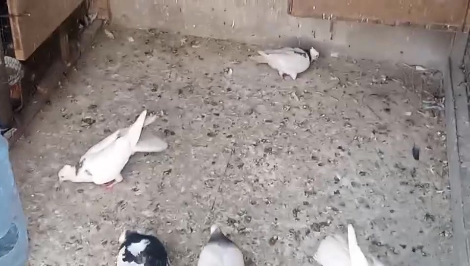 متاح طيور ايرانيات ٣ ازواج زوجين امهات وزوج مخاليف السعر ٢٠ للكل وبيهن مجال


**إذا كنت صاحب هذا الإعلان وتريد حذفه لأي سبب، رجاءا أرسل رسالة إلى الدعم الفني**