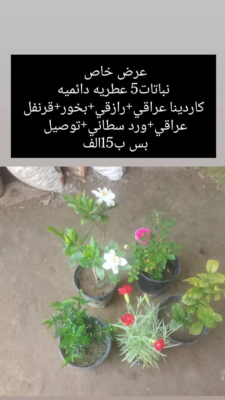 ❗❗عروض مميزه ❗❗
يقدم لكم🌹 مشتل الانوار🌹
 عن عروض خاصه 🌲
بأنواع الأشجار.🪴🌹
تفاصيل أكثر داخل المنشور!
العنوان📍 صويره شارع العام🛻🛻 مجاور مجمع أبو زهراء للسيراميك.


**إذا كنت صاحب هذا الإعلان وتريد حذفه لأي سبب، رجاءا أرسل رسالة إلى الدعم الفني**