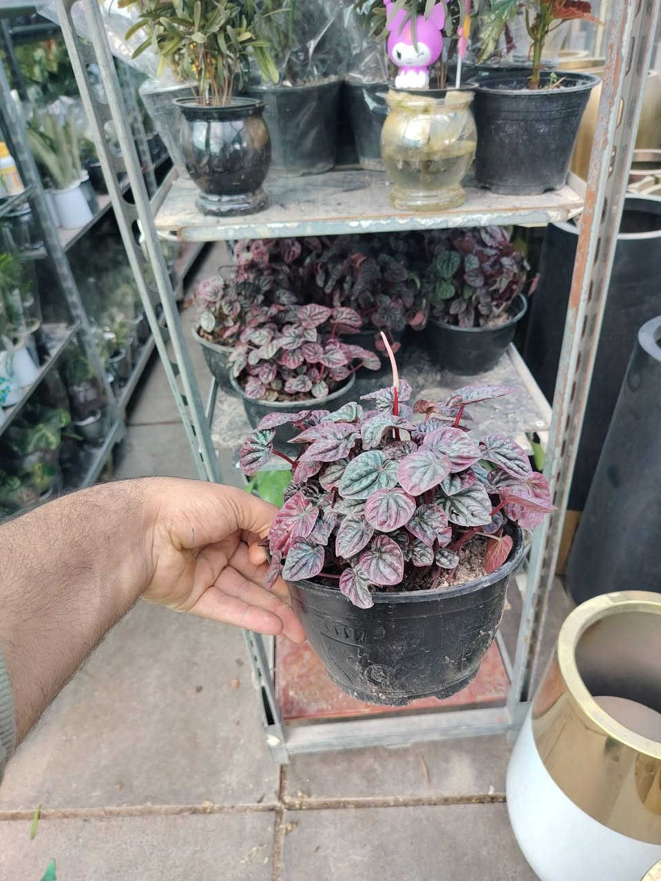 متوفر في مشتل جنة النباتات
الفتونيا (Fittonia)
:هو نبات عشبي صغير ذو أوراق حمراء أرجوانية أو مستديرة، تتميز بعروقها الملونة والجذابة التي تتراوح ألوانها بين الأبيض، الوردي، والأحمر الفاتح، على خلفية خضراء داكنة. هذه العروق البارزة هي السمة المميزة للنبات وتمنحه جمالاً فريداً.

الرعاية:

الإضاءة:يفضل الإضاءة الساطعة غير المباشرة. 
الري:يحتاج إلى تربة رطبة باستمرار، ولكن دون إغراق. يجب الري عندما يبدأ السطح العلوي للتربة بالجفاف. يعتبر الجفاف الشديد سبباً رئيسياً لتدلي الأوراق وذبولها، لكنها عادة ما تنتعش بعد الري.
الرطوبة:الفتونيا عاشقة للرطوبة العالية. يمكن تحقيق ذلك عن طريق رش الأوراق بانتظام بالماء، وضع الأصيص فوق صينية حصى مبللة، أو استخدام جهاز ترطيب الجو.
📍 الموقع.: بغداد _سبع ابكار_مقابل ديوان الوقف السني 
📞 للتواصل : *********** 📱
