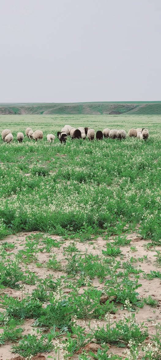 سلام عليكم
العندو غنم ينطيهن بشهر انعجه عل 4الف دينار اني اسرح وبجزيره وربيع ماشاءالله وجزيره مفتوحه ***********
