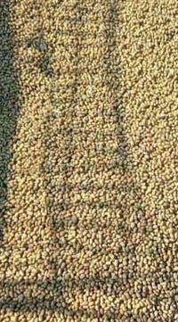 بذور سيسبان • متوفر