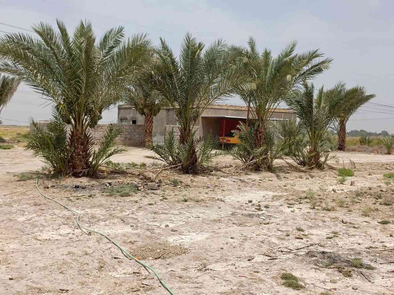 سلام عليكم ورحمة الله وبركاته
ارض زراعيه للبيع ٣دونم عقد زراعي ١١٧ 
تحتوي على ..
١-ثلاث بيوت 
٢-نخل ١٥٠ حمال 
٣مولده كبيره 
٤-حقل مع معداته كامل 
   الخدمات 
شارع سبيس يبعد عن الشارع التبليط الجديد ٣٠٠متر 
كهرباء محوله بلباب ام ٤٠٠ 
ماء اساله متوفر //////تبعد عن مركز المدينه والمدارس والمركز الصحي كيلو متر 
السعر ١٧٥ بيها مجال قليل 
المكان قضاء السدير  السوره الثانيه 
للاستفسار متواجد ع نت


**إذا كنت صاحب هذا الإعلان وتريد حذفه لأي سبب، رجاءا أرسل رسالة إلى الدعم الفني**