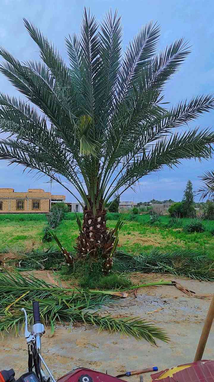 السلام عليكم لكص النخل وشتال وتلقيح وتنظيف والشلاع بأسعار مناسبه للاستفسار الاتصال برقم ***********
واتساب موجود
