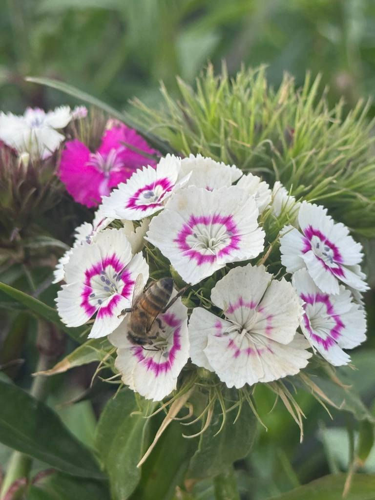 مشتل علي مناف/***********
