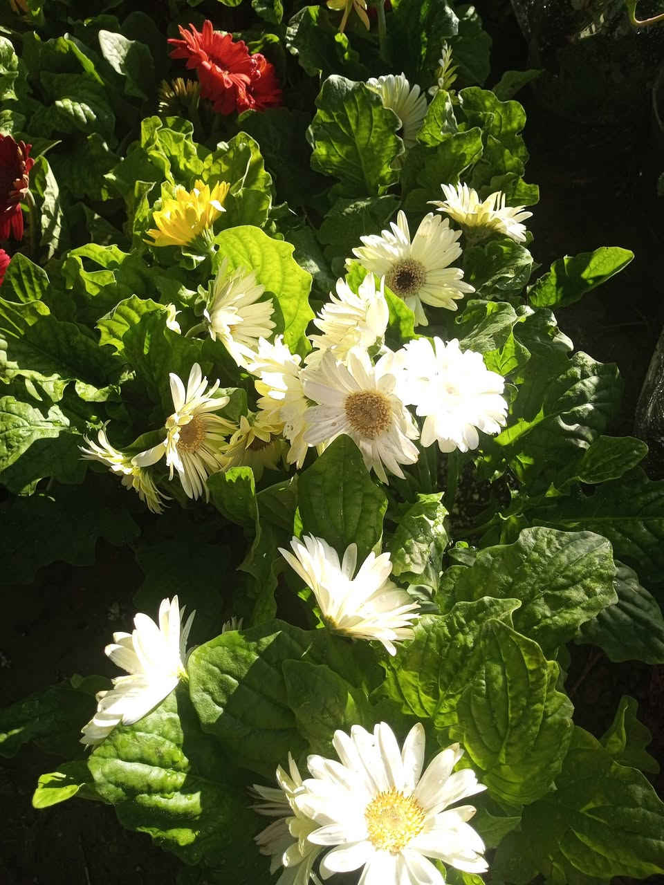 ننتظركم غدآ في مشتل الظلال  بعروض خاصه وحصريه لمتابعينا وزبائن مشتل الظلال جمله ومفرد بأسعار مناسبة جدآ
برتقال ابو صره
ليمون 
يوسفي اجنبي
سندي 
تكي هندي وكندي
فواكه مشمش كوجه تفاح عرموط زعرور نبك تفاحي تين عبيد السعودي الاصلي تين عقره خوخ كعب الغزال كرز وجميع انواع اشجار الفاكه والزينه والورود تجدونها في مشتل الظلال للاستفسار ***********
العنوان الحود الشارع العام مقابيل الحود مول قرب مفرق الزاوية 
ملاحظة جميع الاشجار مضمونه الصنف والنوع
