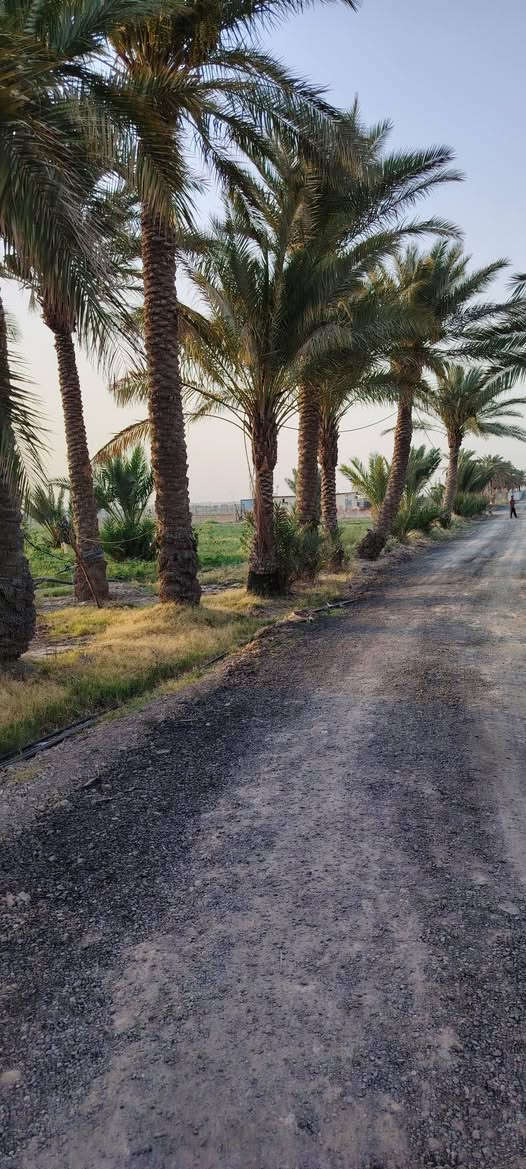 🏡✨ فرصتك تملك أرضك في بغداد – أبو غريب!
📍 دوانم طابو زراعي (سند 25) للبيع
بمواقع مميزة ومساحات مختلفة 🌾

💧 تتوفر جميع الخدمات:
ماء ✔️ كهرباء ✔️ طرق معبّدة ✔️

🚗 تبعد فقط 5 دقائق عن الخط السريع
⏱️ و15 دقيقة عن ساحة اللقاء

💰 الأسعار تبدأ من 60 إلى 90 مليون حسب الموقع والموقع المميز 🔥
📜 طابو رسمي أبو غريب

📞 للاستفسار والتفاصيل اتصل الآن: ***********
📍 أو زورونا في مكتبنا قرب مركز شرطة عكركوف

🏡 لا تضيع الفرصة... الأرض ما تعوّض ✨
