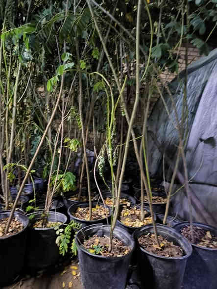 عرض لمدة اسبوع
اكاسيا جولوكا مصري ورد اصفر
حجم 2 متر ونصف الى 3 متر ..ب سعر 5000 فقط
سارع لحجز الكميه محدوده ***********
