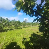 ناحية العباسيه • دونم ونص • نخيل وتين