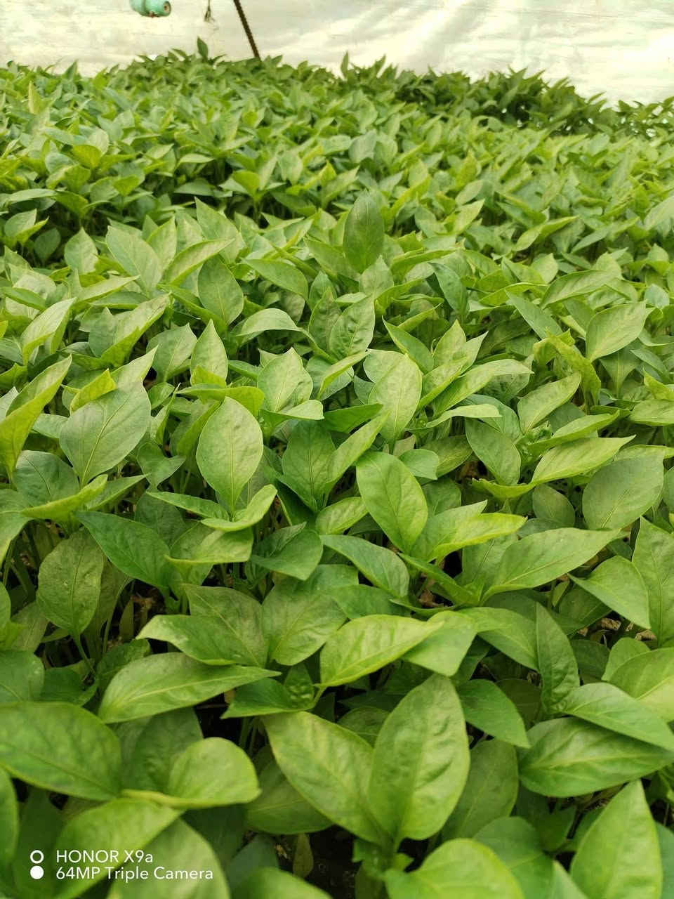 سلام عليكم توجد دوايه بيذجان 🍆 حب اصلي وفلفل بارد🫑 وفلفل حار 🌶 شلون تريد نبيلعك  رقمي ***********
الموقع ديالى المقداديه جسر مهروت 
الباذنجان 
سوري و هوزر
يتوفر  دوايه شلع صناديق
