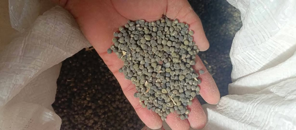 السلام عليكم  بذور بانيه للبيع  لهلوبه متعهده   
مكاني  بابل جبله حي الفرات***********
