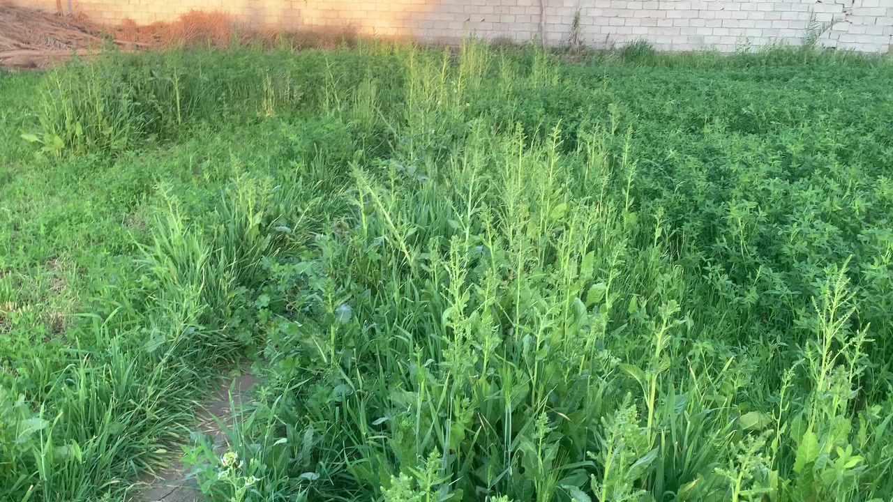 بلروز يمام عسكر 200سعر***********
