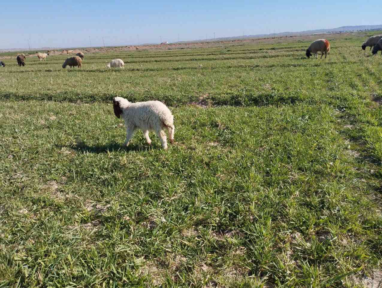 طليان اربعه للبيع الاتصال ب***********
