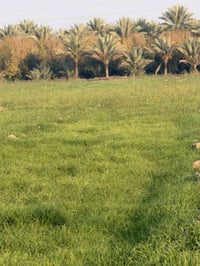 � حلم المزرعة صار أقرب مما تتصور(دوانم واحد البيع بغداد الراشدية 3دقية...