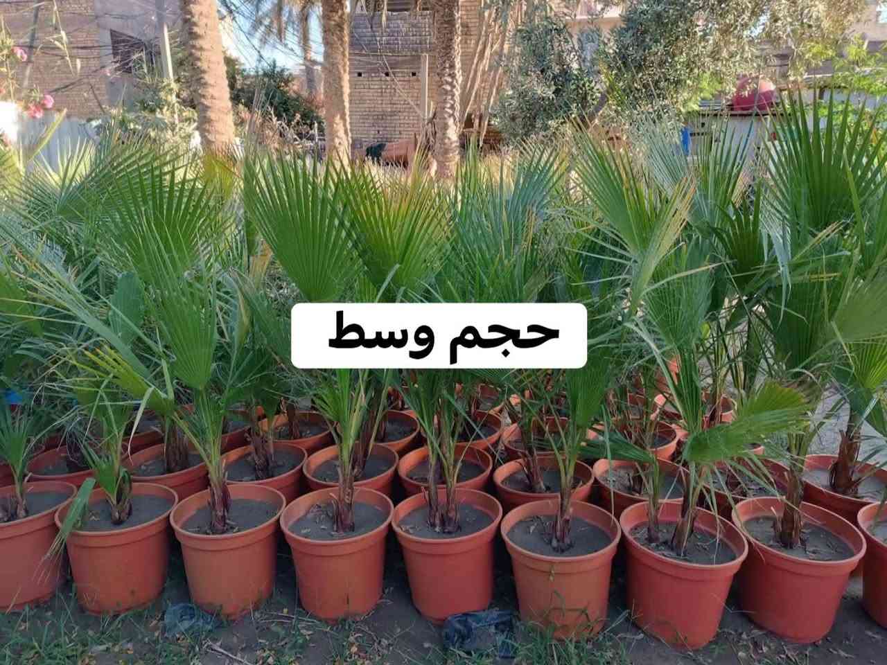 عرض خاص لأصحاب مشاتل الجملة 
يتوفر لدينا نخيل الواشنطونيا  مزروع بالسندان حجم 35
✅️العدد ٢٠٠شتلة 
✅️سعر شتلة الحجم الكبير 15 آلاف   
الحجم الوسط 12
البيع جملة فقط 
للاستفسار اتصال على الرقم 
***********
