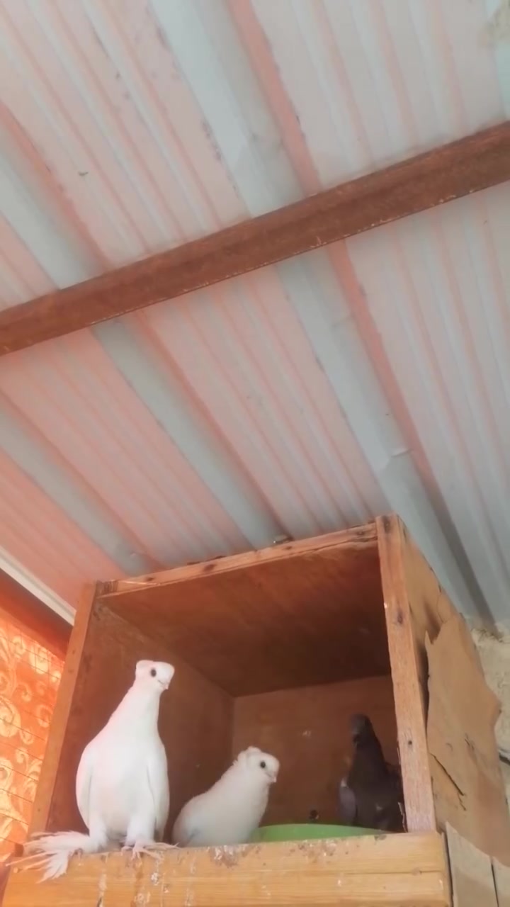 مساء الخير
متاح زوج افريقيات (ستلايت) فراشه اول جهوزيه سعره ٣٥ الف وبيه مجال +متاح زوج مخاليف برص او اكو ناس سميه كنبك (نجفي) امهاته مستوه حيل حلو ما شاء الله سعره ٢٠ الف +زوج زواجل بلجيكي مطارده على بيض سعره ٢٠ الف مكاني رأوه هذه رقمي
***********
***********
