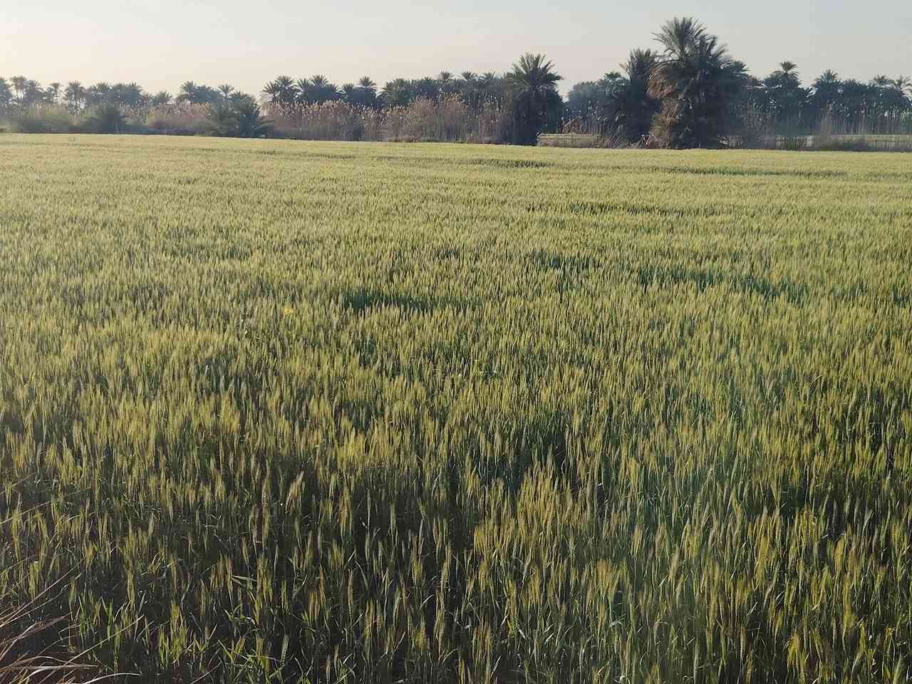 توجد بذور حنطه درجه اولى صنف نزار
سعر مناسب 
مكان ديوانيه
قضاء المهناويه

***********
