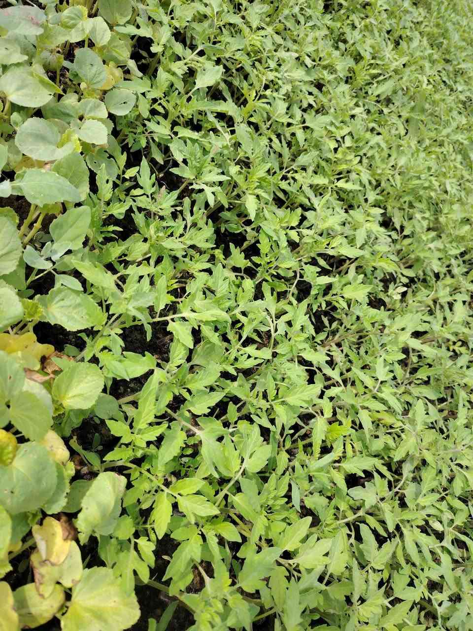 يوجد شتل للبيع ( طماطه + بيذنجان أسود واخضر + وباميه + وفليفله حاره وبارده) *********** + *********** السعر قرص 100 دينار (( قرية باشتطماز الجديدة ))
