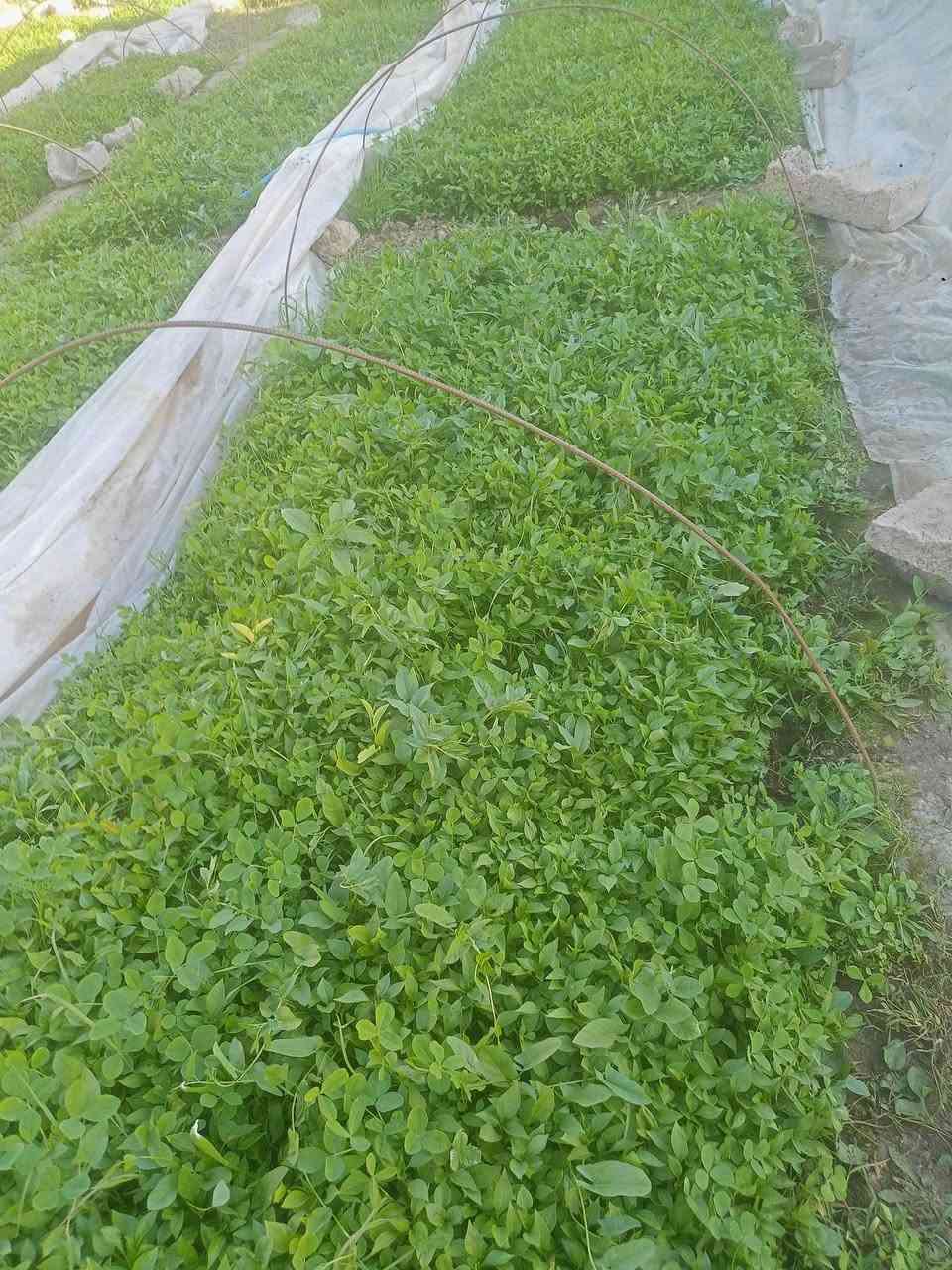 سلام عليكم اهل الشمسي يوجد شتل لدنيا فلفل عبود درجه اولى ابو قاسم لقب داي عماد اي استفسار خابر رقم ***********  مكان أمام زين العابدين
