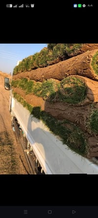 ثيل هندي بأفضل الأنواع مع خدمات توصيل لجميع محافضات العراق للتواصل على...