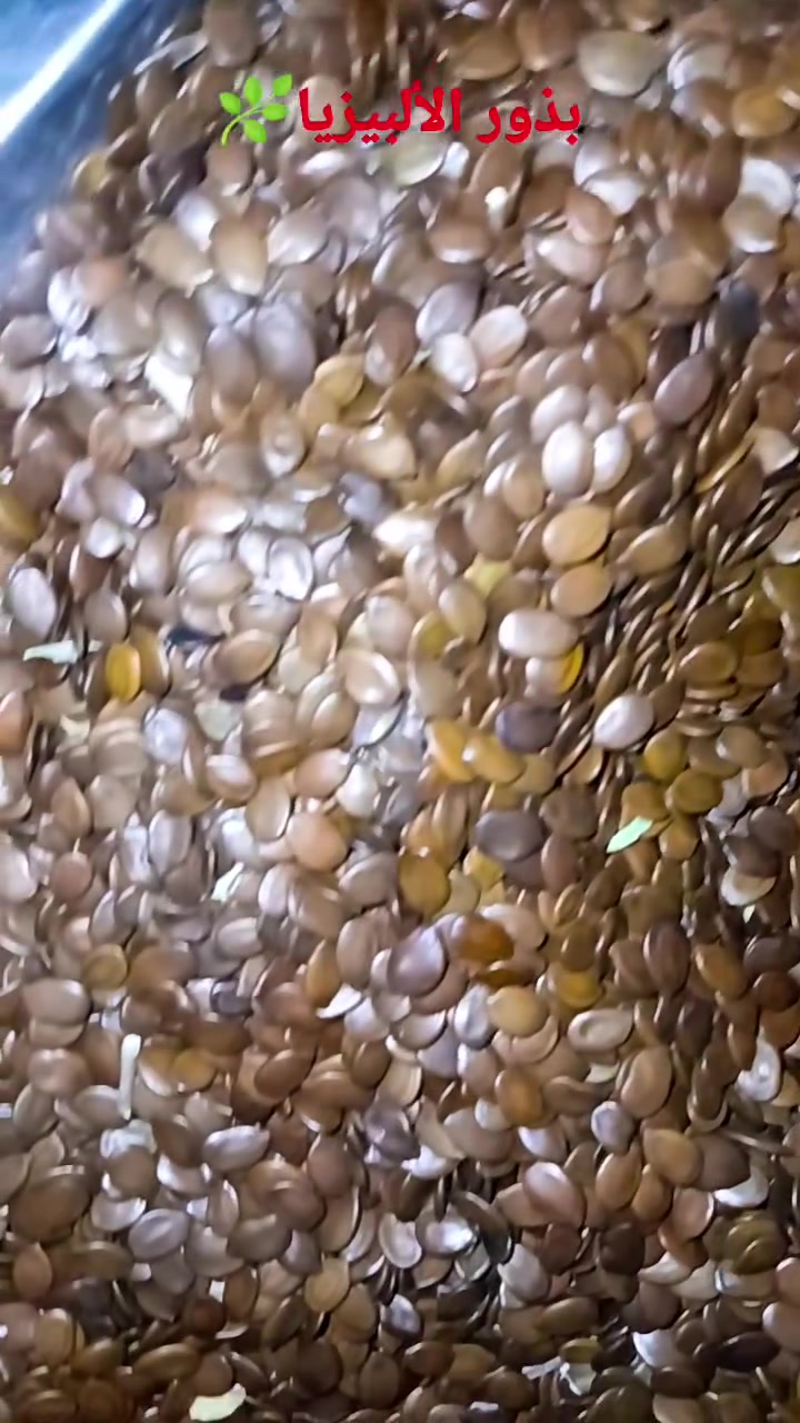 متوفر بذور الألبيزيا أشكد ماتريد موجود
.. 
..  سعر الكيلو الواحد 100 الف دينار عراقي.


**إذا كنت صاحب هذا الإعلان وتريد حذفه لأي سبب، رجاءا أرسل رسالة إلى الدعم الفني**
