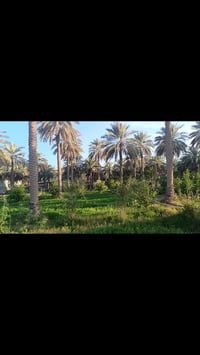 طابو سند ٢٥ • زراعي • خدمات كاملة