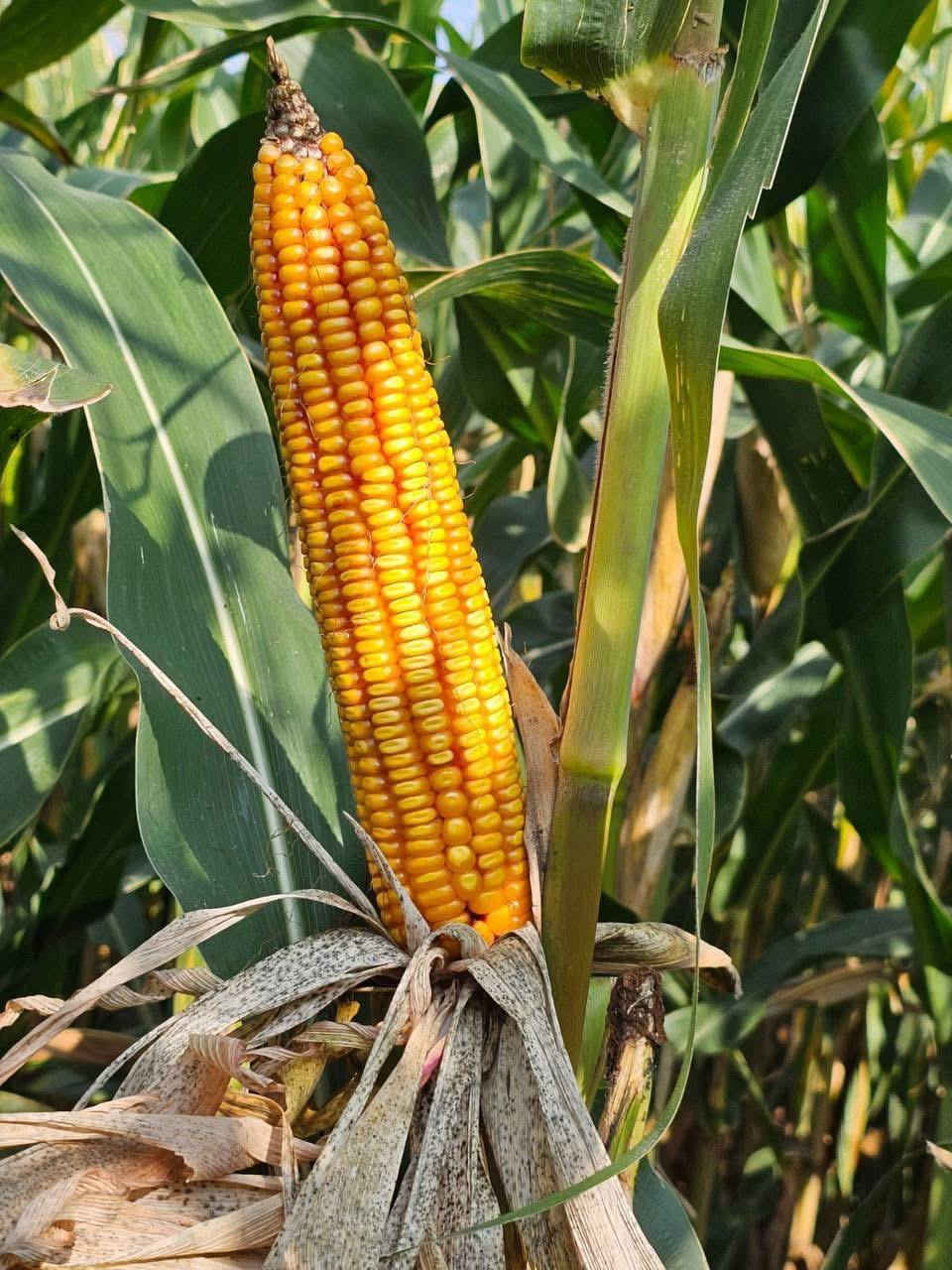 الحمدله والشكر يتوفر لدينابذور نوعGreen life هولندي انتاج تركي شرط الانبات مده الانتاج 100 يوم وكميه الانتاج من 3.5 طن الى 4.5 طن تقريبا مع ارتفاع تقريبا 3 متر 
العنوان كركوك حي الصناعي فرع 
شركة الهلال الذهبي للاستثمارات الزراعية 
***********
***********
@إشارة
