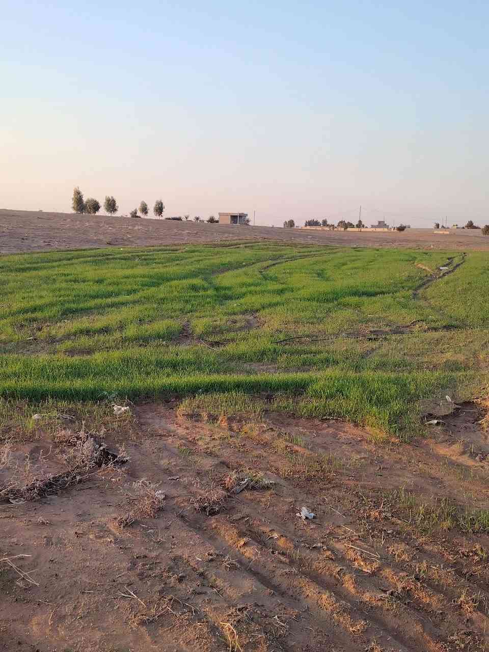 السلام عليكم  ارض للبيع في جزيرة بعاجة قرب بساتين العلي الكصب  الارض تصلح للزراعة الصيفية والشتوية فيها بئر ماء حلو صالح للشرب عمق ٦٥متر . والكهرباء موجودة في بداية الأرض وفي نهاية الأرض  فيها كم شجرة نخل وزيتون ورمان ... الأتصال  ... ***********... ***********
