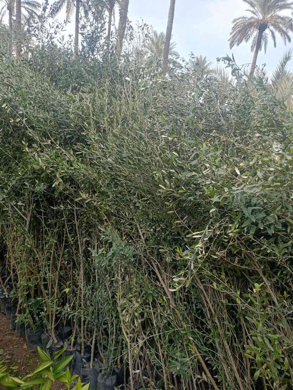 مشتل كرار الزراعي.   لايوجود توصيل فقط للكميه الاجره ع مشتري 

 الأسعار جمله فقط 
وجبه جديده اكثر من مترين ع 3متر 

زيتون خستاوي ارتفاع شتله مترين ع 3متر عود جبر 
معزول كيس ابو 3كيلو سعر 2٫500 
الكميه موجوده 1500شتله حاليا 

كصه ثانيه مال عزل ارتفاع شتله متر ع متر وربع  كيس ابو 3كيلو سعر 1٫250

تحياتي الكم احبتي متابعين 
العنوان بغداد الكريعات يم وقف سني 
واتساب ***********
