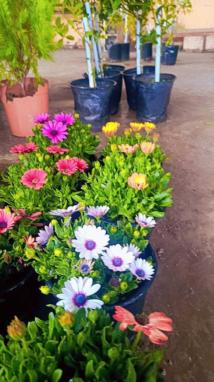 السلام عليكم 
مشتل سيد حسين قرب جسر الصويره 
يوجد كافت انواع الأشجار الحمضيات والضليات والزينه 
عرض العيد كله جوه السوك 
***********
