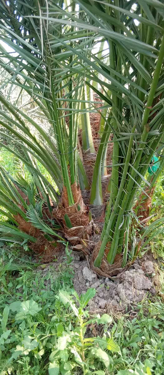 ياالله السلام عليكم ورحمه الله
تتوفر فسائل برحي نسيجي خشنه 
اليرقب بشراء عنوان واسط الصويره 
القلع بحضور المشتري ***********//***********
