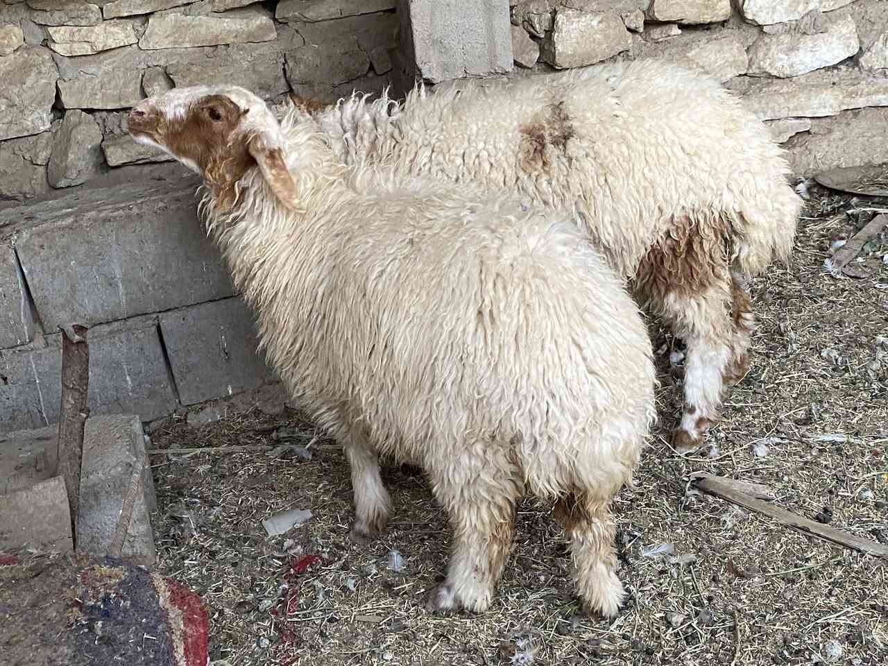 وراجين سمان كلش مال بر سعر وحده 250مكاني سماوه 

بداحره ***********. يرهمن واجبه وجني
