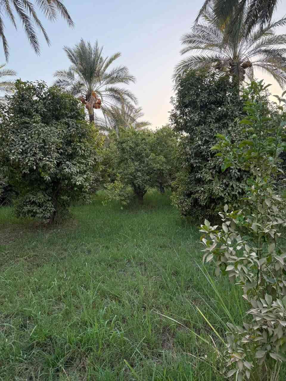 يعلن مكتب الوارث للعقار👇

عن بيع دونم..الواجهه 30 متر *النزال 85متر ✅

تحتوي على أصناف نخيل🌴وفواكه وحمضيات🌳🌳تصلح مشروع أستثماري ناجح من حيث الموقع والخدمات👍👍الموقع..بغداد..الراشديه..نهاية منطقة المراسمه✔️

جنس العقار ..سند 25 طابو زراعي✔️تحويل مباشر بأسم المشتري✅في طابو الزهور في الحسينيه👍

للأستفسار الأتصال بالرقم التالي  ***********📞📞 أبو أبراهيم
