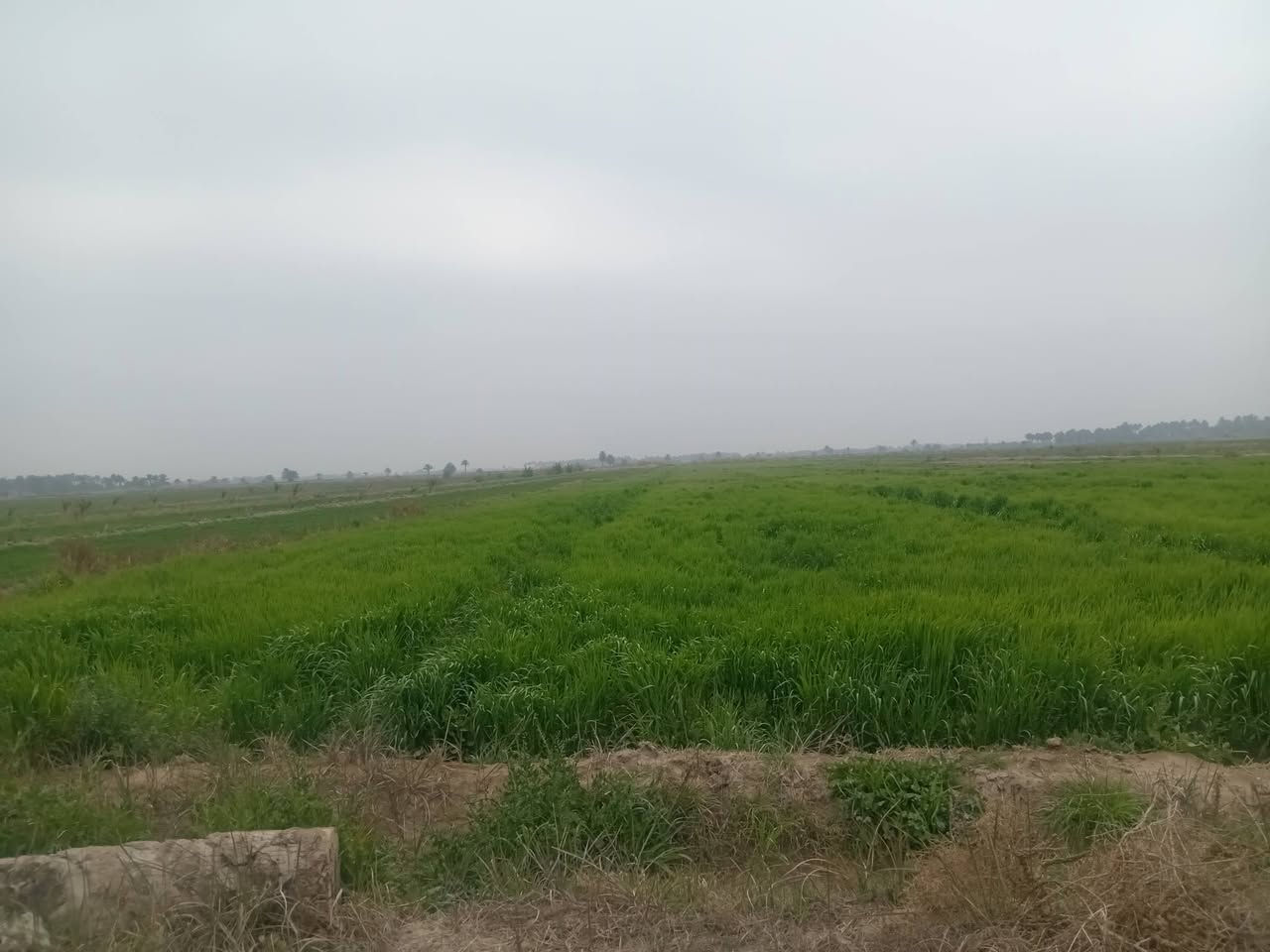 السلام عليكم ارض زراعيه (١٣ جونم) للبيع طابو زراعي سند 25 . مداور مباشر كامل خدمات ماء. كهرباء.    مكان الدغاره  تبعد ١ كيلو عن جسر قدوري الشارع العام (***********)
