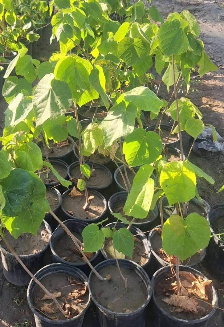 مشتل بيروميا 🌿✨
توفرت شتلات شجرة الدومبيا
Dombeya burgessiae 🌸
💰 السعر: 8 آلاف فقط
📏 الارتفاع: من 60 إلى 70 سم تقريباً
🚚 التوصيل: متوفر لجميع محافظات العراق

🌱 المواصفات:
شجرة زينة رائعة تتميز بأزهارها الوردية الجميلة والمتجمعة بشكل جذاب، تعطي منظر فاخر ومميز للحدائق والبيوت.

☀️ التحمل:
تتحمل الأجواء الحارة وتنجح في الأماكن المشمسة وشبه الظل مع عناية معتدلة.

🌸 الفوائد:
تضيف لمسة جمالية فريدة للمكان، وتتميز بسرعة نمو جيدة وتزهير جميل يجذب الانتباه.

📞 للطلب والاستفسار: ***********
✨ اقتنِ شتلتك الآن وأضف الجمال والرونق إلى حديقتك ✨

