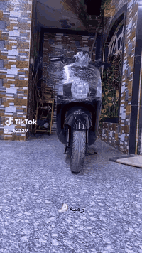 ماكس بوليس رمبه ما مفتوحه جديده كارتون سعر 850
***********
