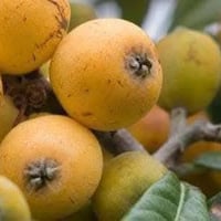 شتلات لنك الدنيا • مطعمة • محاويل بابل