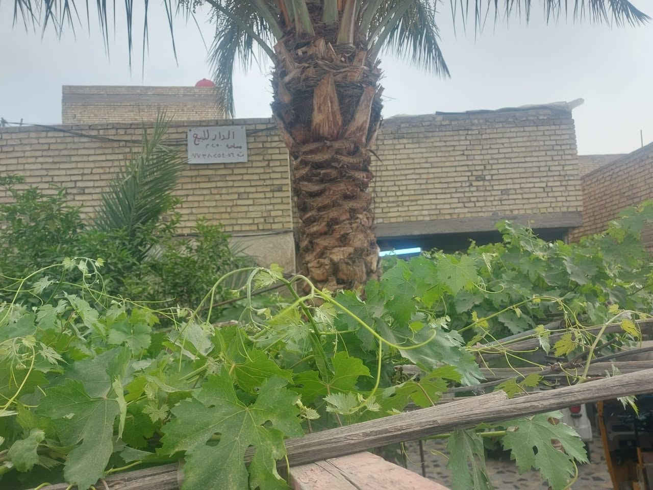 دار للبيع مساحة ٢٥٠ م واجهة ٥ ،١٢ م ونزال ٢٠ م زراعي سند ٢٥ باسمي من التسجيل العقاري بغداد حي السفير مقابل سكلة ابو جمال مكونه من ٢ غرف وصالة  واستقبال ومطبخ وحمام وكراج  كبير وحديقة مثمرة تغطي كل المساحة الخارجية وصحيات خارجية أرضية البيت كرانيت درجة أولى   ثلاث خطوط ماء . خابط واسالة ،كهرباء وتبليط ومجاري . يصلح ان يقسم دارين .اتصل  ***********
