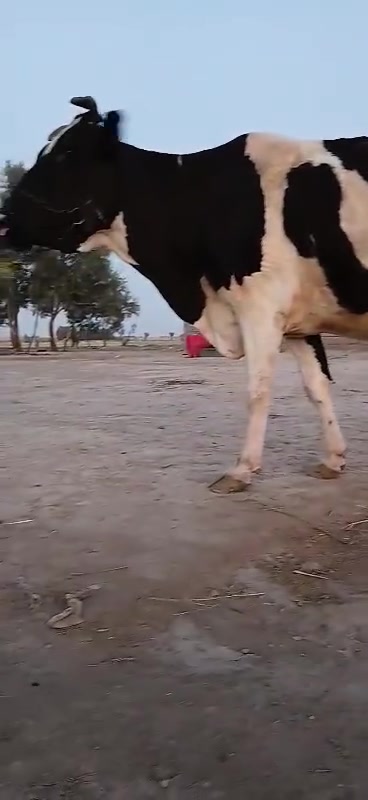 اللهم صلي على محمد وال محمد 
هوايش لجاب للبيع لعدد 2 مشروطات شروط الحليب و دسامه مشروطات شروط النصاحه وجني سعر مناسب جدن المكان بابل شوملي يوجد توصيل جميع لمحافضات حسب التفاق الرقم ***********
***********👉 بي واتساب
