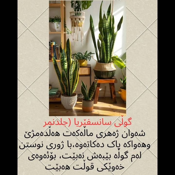 ئەم گوڵانە لەئێستادا لەئینجانەگوڵ بەردەستن...


**إذا كنت صاحب هذا الإعلان وتريد حذفه لأي سبب، رجاءا أرسل رسالة إلى الدعم الفني**