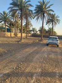 حله ورديه • مزرعه • طابو زراعي