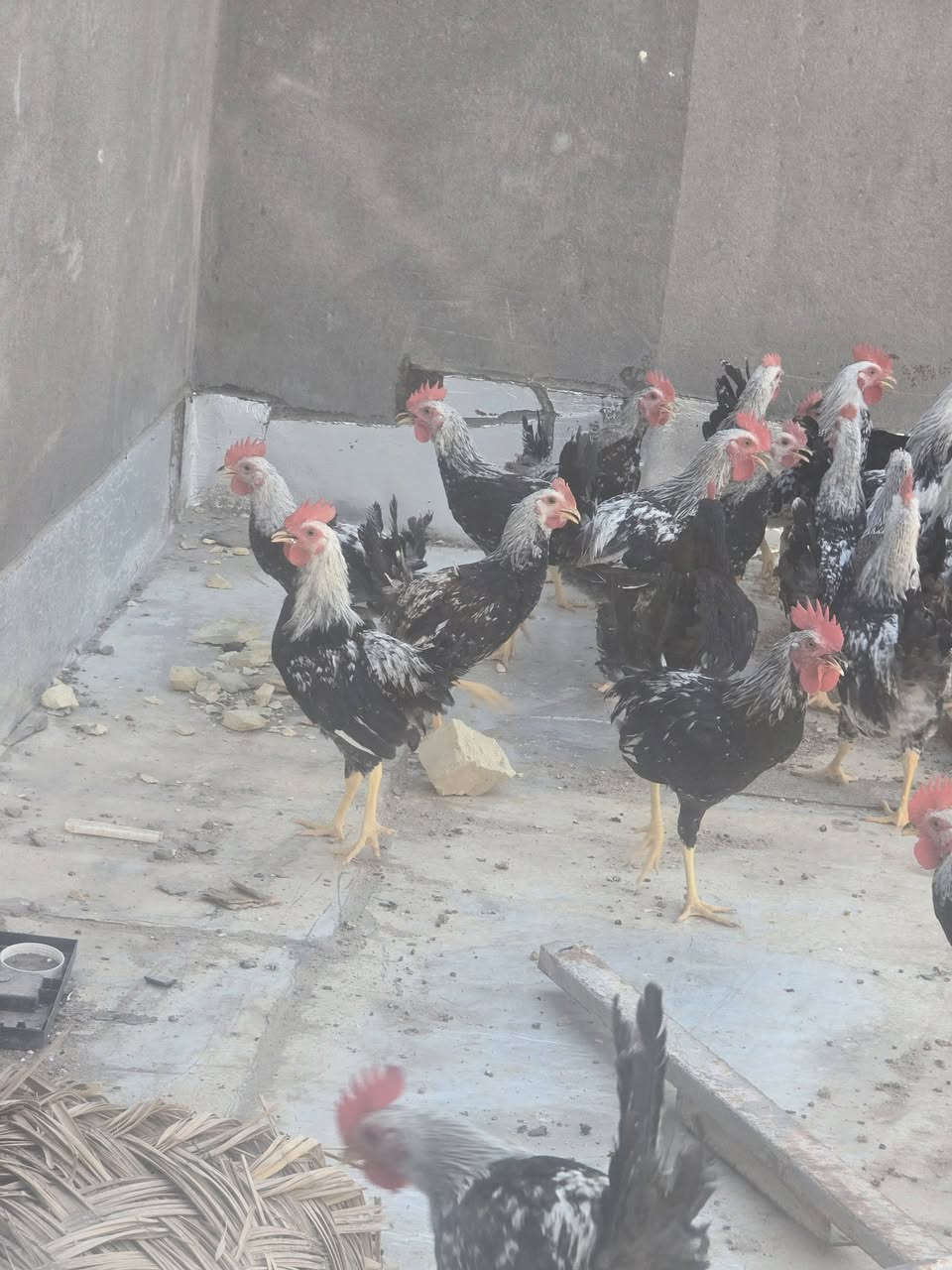 قضاء المدينه 
التك علا 5 شلع كله دندراوي


**إذا كنت صاحب هذا الإعلان وتريد حذفه لأي سبب، رجاءا أرسل رسالة إلى الدعم الفني**