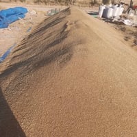 حنطه • قمح • حنطة • حنطه نظيفه • حنطه للبيع • ٤٠ طن حنطه • حبوب • قمح ...