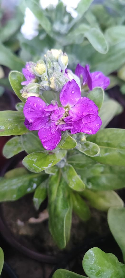 ازهار موسمية 
منثور عطري و بيتونيا و مينا سعر السندان الف دينار 
شقائق النعمان بري ١٥٠٠
تنتج بذور نهاية الموسم 
توصيل فقط لاغلب احياء الموصل 
في حال طلب عشر سنادين فما فوق يكون التوصيل مجاني
للطلب يرجى مراسلة الصفحة


**إذا كنت صاحب هذا الإعلان وتريد حذفه لأي سبب، رجاءا أرسل رسالة إلى الدعم الفني**