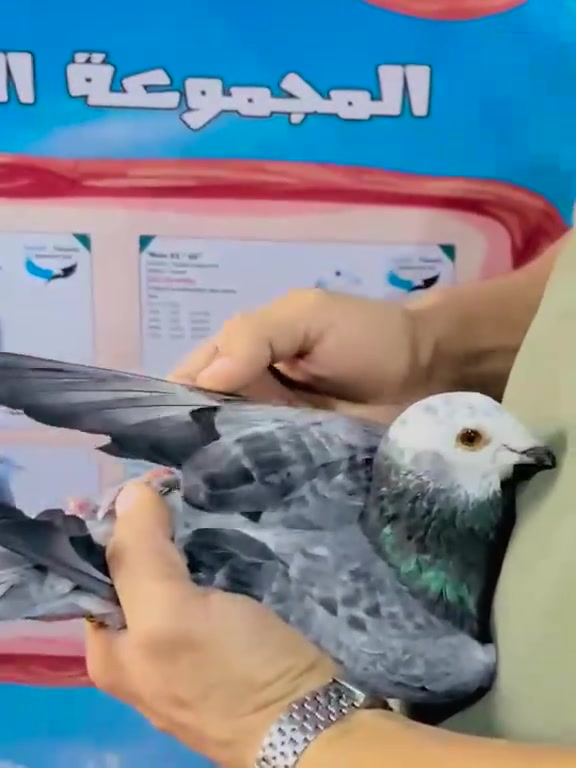 انتظار غدا بامراء الله مع طير ممياز جدا 
اخوات الاب أوائل واخوات طير المزاد أوائل 
معي طيرر ممياز جدا في كل شيء 
مكسبان من كل الاتجهات 
من جهة الاب 
ومن جهة الام 
التاصليه بتع الدكر ده 
استكر دونكر
استفان لامبرخت
هرمن كوستر 
درابا 
تمارا 
بورش 
جانس 
كل ده في دم الطير الطير ممياز جدا لاابعد الحداد 
خش على لينك المزاد علشان تعرف كل جديد في عالم الحمام الزاجل 
مزاد ابو عبده الأوائل فقط 
https://chat.whatsapp.com/BmAiIM5ljyTKypUHvbiWCt
اخوكم في الله محمد ابو عبده


**إذا كنت صاحب هذا الإعلان وتريد حذفه لأي سبب، رجاءا أرسل رسالة إلى الدعم الفني**