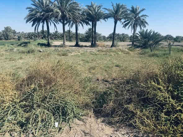 على شارع تبليط مباشر 
دار استراحة او سكن 1400 متر واقع حال وبالسند 1100 
كهرباء طوارئ ما تنطفي ولا دقيقة صيف وشتاء المي عنها 7 امتار سند 25 اسمك ينزل بالسند ثاني يوم كربلاء ناحية الخيرات السعر 14 مليون وبيها مجال

‭0773 877 9878‬
0781 099 1021
